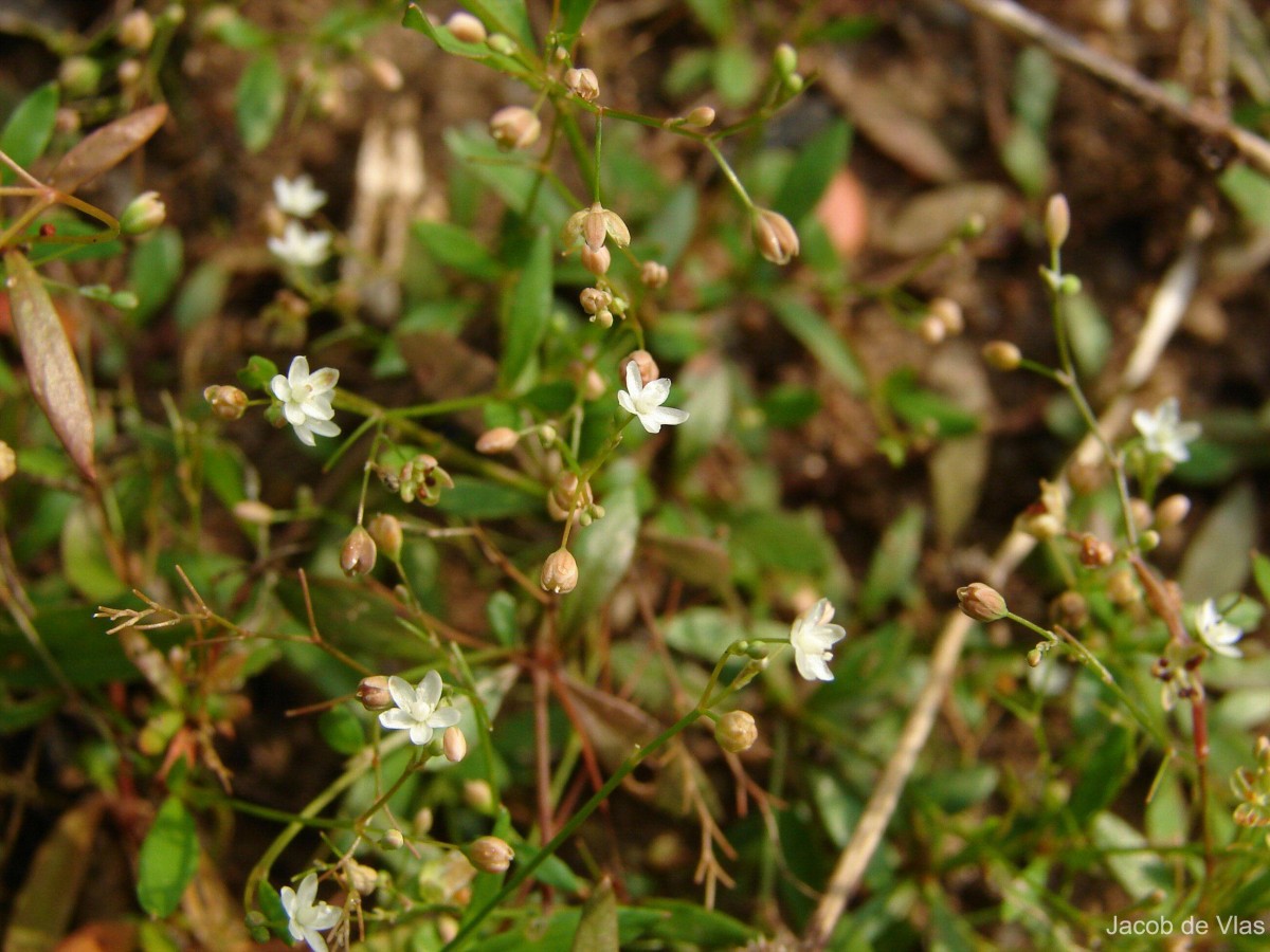 Trigastrotheca pentaphylla (L.) Thulin